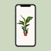 Strelitzia Nicolai - ↕ 70 cm - Ø 17 cm - V2
