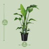 Strelitzia Nicolai - ↕ 90 cm - Ø 19 cm - V2