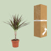 Drachenbaum - Dracaena Magenta - ↕ 50 cm - Ø 12 cm