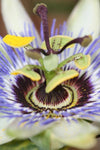Passionsblume – Passiflora caerulea Blau – ↕ 65 cm – Ø 15 cm