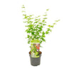 Fächerahorn – Acer palmatum Going Green – ↕ 50 cm – Ø 19 cm