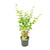 Fächerahorn – Acer palmatum Going Green – ↕ 50 cm – Ø 19 cm