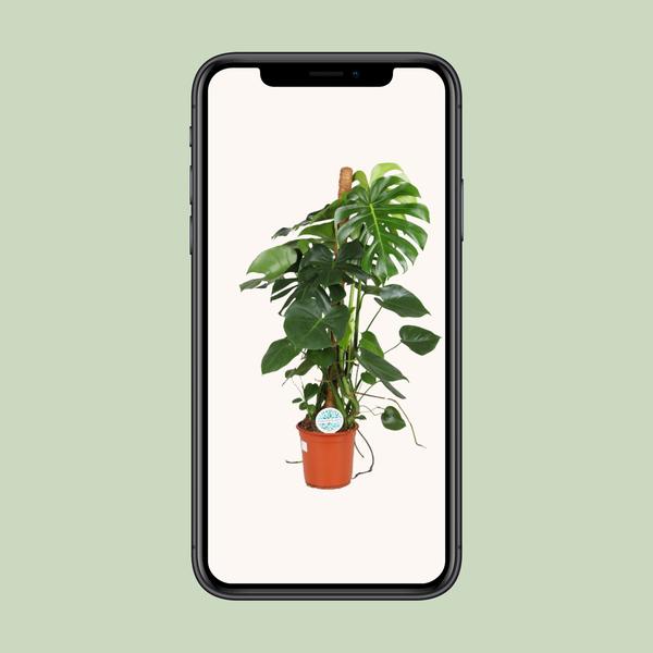 Fensterblatt - Monstera Deliciosa - ↕ 105 cm - Ø 24 cm