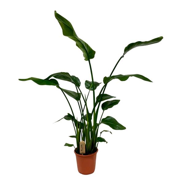 Baumstrelitzie – Strelitzia nicolai