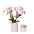 Pflanzenset Valentinstag 'Candy' – Phalaenopsis Orchidee Portugal rosa & Sukkulente – inkl. Keramik-Dekotöpfe