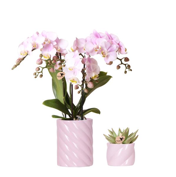 Pflanzenset Valentinstag 'Candy' – Phalaenopsis Orchidee Portugal rosa & Sukkulente – inkl. Keramik-Dekotöpfe