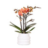 Nachtfalterorchidee orange – Phalaenopsis Orchidee – Mineral Bolzano – ↕ ca. 35–45 cm – Ø 9 cm | Bubble-Topf Weiß