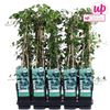 Efeu – Hedera helix – ↕ 65 cm – Ø 15 cm