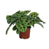 Pfeilwurz – Maranta Leuconeura Kerchoveana – ↕ 30 cm – Ø 12 cm