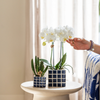 Nachtfalterorchidee weiß – Phalaenopsis Orchidee – Amabilis – ↕ ca. 35–45 cm – Ø 9 cm