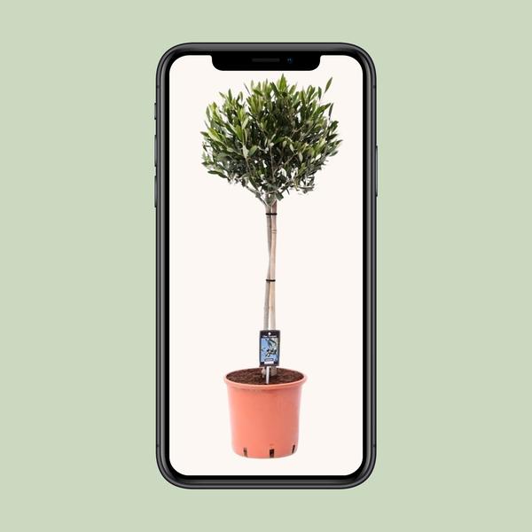 Olivenbaum – Olea europaea – ↕ 100 cm – Ø 22 cm