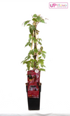 Parthenocissus tricuspidata 'Veitch Boskoop' - Ø15cm - ↕65cm