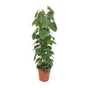 Philodendron Scandens - ↕ 120 cm - Ø 24 cm