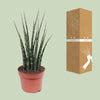 Sansevieria Fernwood Mikado - ↕ 40 cm - Ø 12 cm