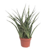 Starter-Set „Fensterbank XL“ – 6 Zimmerpflanzen mit Übertöpfen – im Set enthalten: Bogenhanf ‚Fernwood Punk‘ – Sansevieria