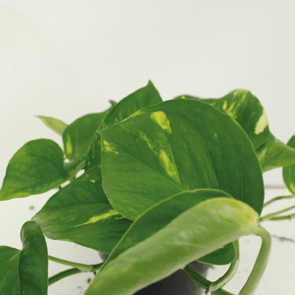 2x Goldene Efeutute - Epipremnum Aureum - ↕ 20 cm - ø 12 cm