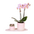 Pflanzenset Valentinstag 'Gradience Pink' – Phalaenopsis Orchidee Andorra rosa & Sukkulente – inkl. Keramik-Dekotöpfe