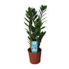 Glücksfeder - Zamioculcas Zamiifolia - ↕ 55 cm - Ø 14 cm