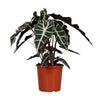 Pfeilblatt – Alocasia Polly – ↕ 45 cm – Ø 17 cm