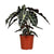 Pfeilblatt – Alocasia Polly – ↕ 45 cm – Ø 17 cm