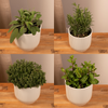 4x Gartenkräutermischung – ↕ 18 cm – Ø 14 cm