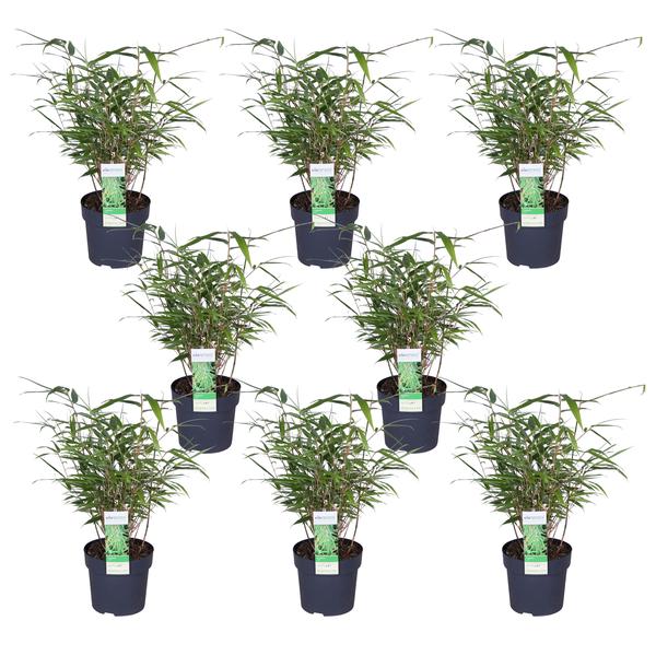 8x Bambus – Fargesia rufa – ↕ 40 cm – Ø 14 cm