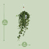 Efeu - Hedera Helix Pitsburg - ↕ 40 - 50 cm - Ø 17 cm