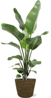 Strelitzia Nicolai – ↕ 100 cm – Ø 21 cm | Selin Übertopf Schwarz – ↕ 19 cm – Ø 22 cm