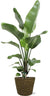 Strelitzia Nicolai – ↕ 100 cm – Ø 21 cm | Selin Übertopf Schwarz – ↕ 19 cm – Ø 22 cm