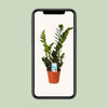Glücksfeder - Zamioculcas Zamiifolia - ↕ 45 cm - Ø 14 cm