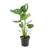 Fensterblatt - Monstera Deliciosa - ↕ 60 cm - Ø 17 cm