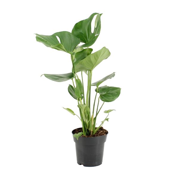 Fensterblatt - Monstera Deliciosa - ↕ 60 cm - Ø 17 cm
