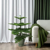 Affenbaum - Araucaria araucana - ↕ 100 cm - ø 21 cm