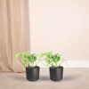 2x Goldene Efeutute - Epipremnum Aureum - ↕ 20 cm - ø 12 cm