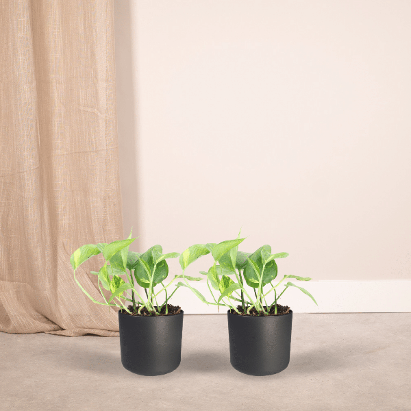 2x Goldene Efeutute - Epipremnum Aureum - ↕ 20 cm - ø 12 cm