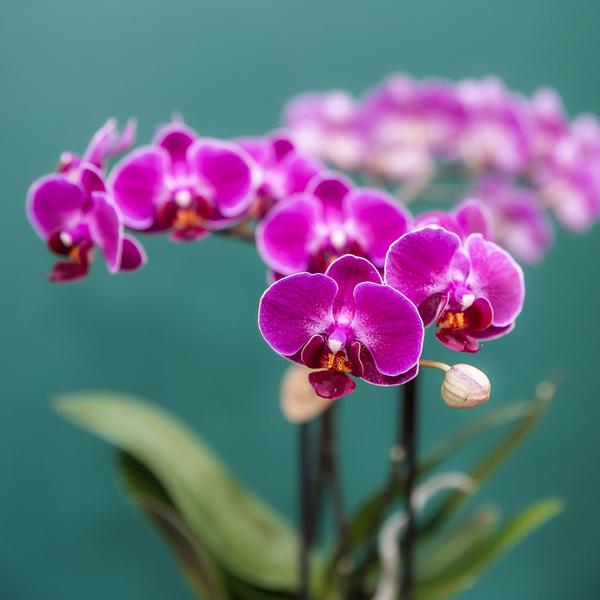 4x Nachtfalterorchidee lila – Phalaenopsis Orchidee – Morelia – Ø 9 cm – COMBI DEAL (Übersetzung aus NL)