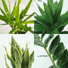 Pflanzkasten Easy Plant – 4x Zimmerpflanzen – ↕ ca. 30–60 cm – Ø 14–17 cm
