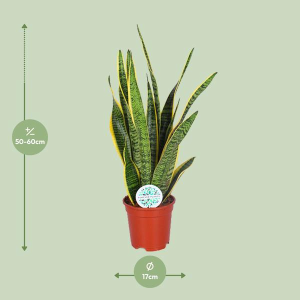 Bogenhanf - Sansevieria Trifasciata Laurentii - ↕ 60 cm - Ø 17 cm