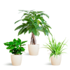 3x Tierfreundliche Zimmerpflanzen - Pachira, Grünlilie & Kaffeepflanze - ↕ 20–35 cm - Ø 12 cm | Viber-Übertopf Weiß