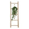 Efeu - Hedera Helix Pitsburg - ↕ 40 - 50 cm - Ø 17 cm