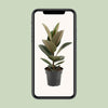 Gummibaum - Ficus Elastica Robusta - ↕ 55 cm - Ø 17 cm