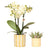 Nachtfalterorchidee gelb – Phalaenopsis Orchidee – Mexiko & Sukkulente – ↕ 20–35 cm – Ø 9 & 6 cm | Painted Stripe-Ziertopf