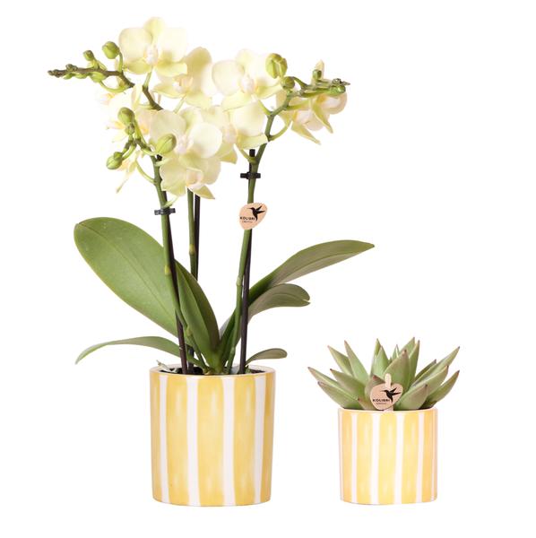Nachtfalterorchidee gelb – Phalaenopsis Orchidee – Mexiko & Sukkulente – ↕ 20–35 cm – Ø 9 & 6 cm | Painted Stripe-Ziertopf