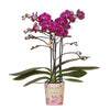 Nachtfalterorchidee lila – Phalaenopsis Orchidee – Morelia – ↕ ca. 35–45 cm – Ø 9 cm
