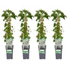 4x Kletterhortensie – Hydrangea petiolaris – ↕ 65 cm – Ø 15 cm