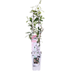 Trachelospermum 'Star of Ibiza' - Toskanischer Jasmin Rosa - Ø15cm - ↕65cm