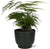Zierspargel - Asparagus Setaceus - ↕ 35 cm - Ø 12 cm | Übertopf schwarz – ↕ 11 cm – Ø 13 cm