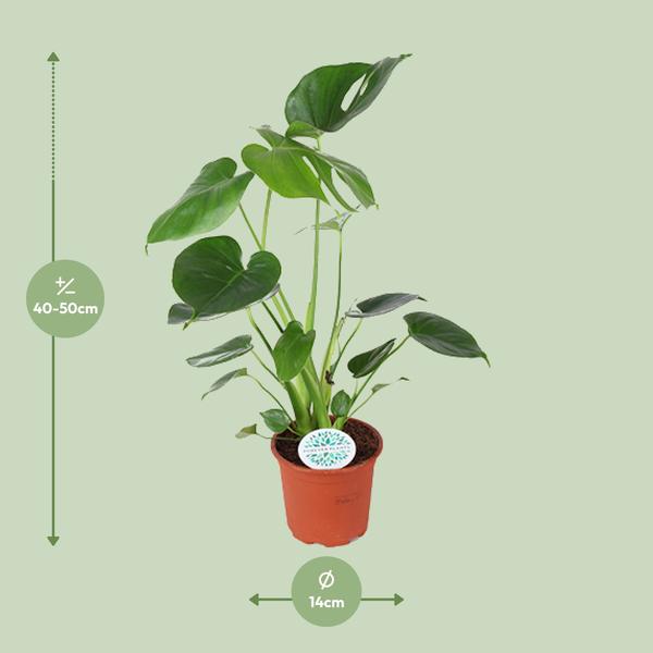 Fensterblatt - Monstera Deliciosa - ↕ 45 cm - Ø 14 cm
