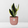 Bogenhanf - Sansevieria Futura Superba - ↕ 25–30 cm - Ø 14 cm | ELHO Vibes Fold Übertopf rosa