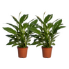 2x Einblatt - Spathiphyllum Vivaldi - ↕ 70 cm - Ø 17 cm